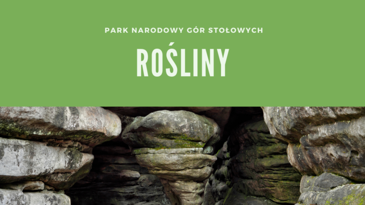 Park Narodowy Gór Stołowych Rośliny